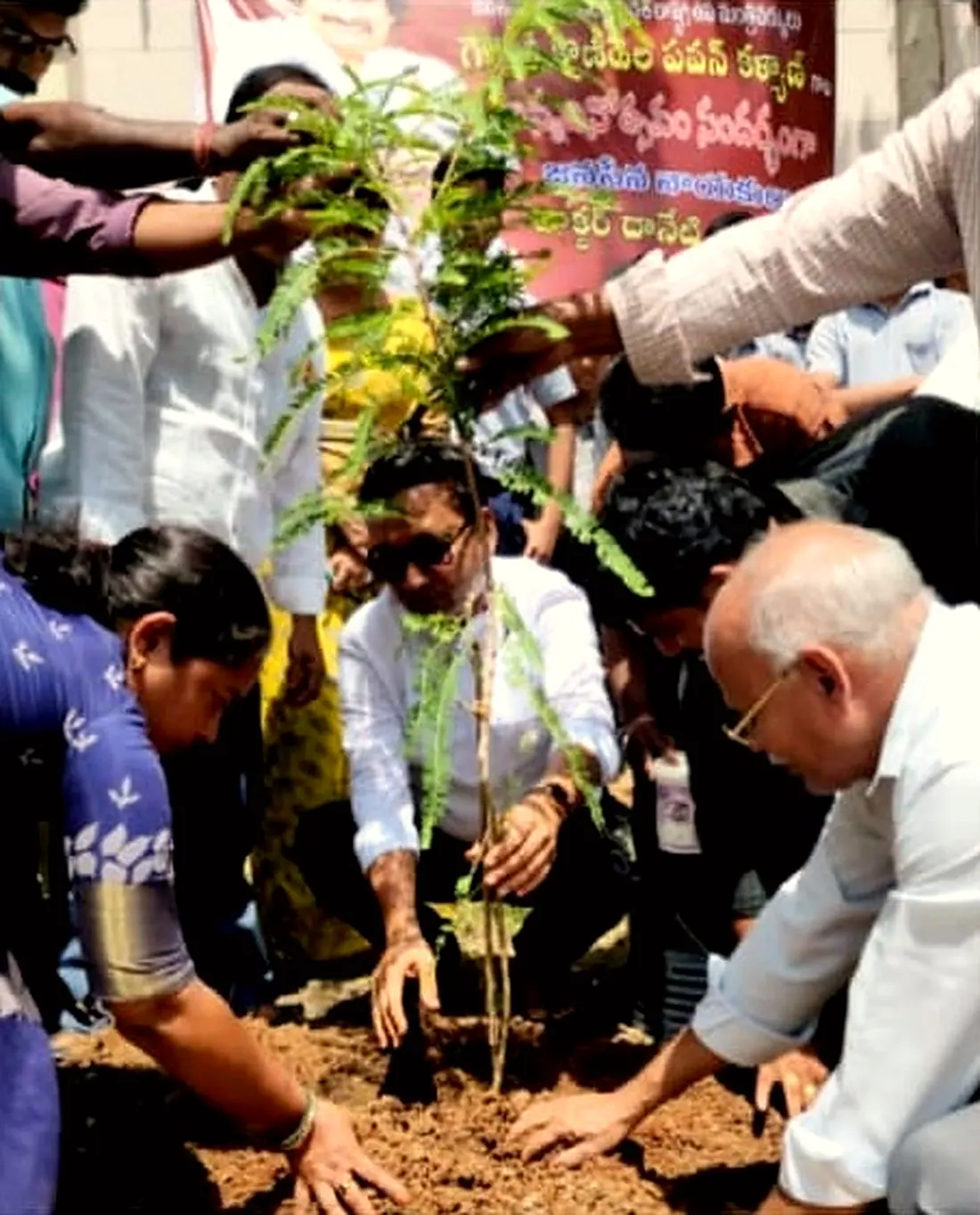 Planting saplings